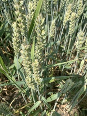 Triticum