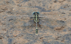Austrogomphus cornutus