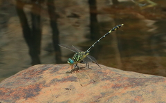 Austrogomphus cornutus