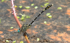 Austrogomphus cornutus