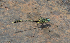 Austrogomphus cornutus