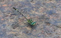 Austrogomphus cornutus