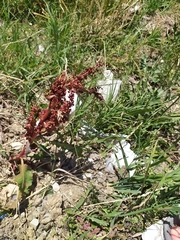 Rumex crispus