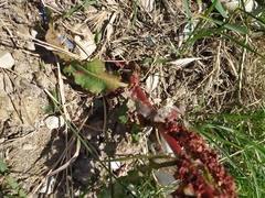 Rumex crispus