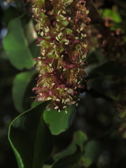 Ercilla spicata