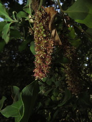 Ercilla spicata