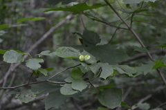 Corylus avellana