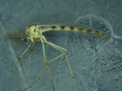 Chironomus riparius