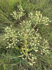 Arnoglossum