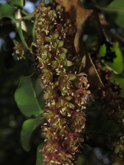 Ercilla spicata