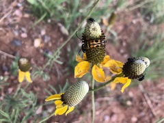 Typocerus octonotatus