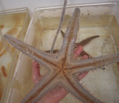 Astropecten aranciacus