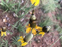 Typocerus octonotatus