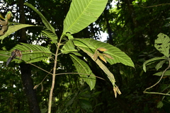 Lintersemina chucuriensis