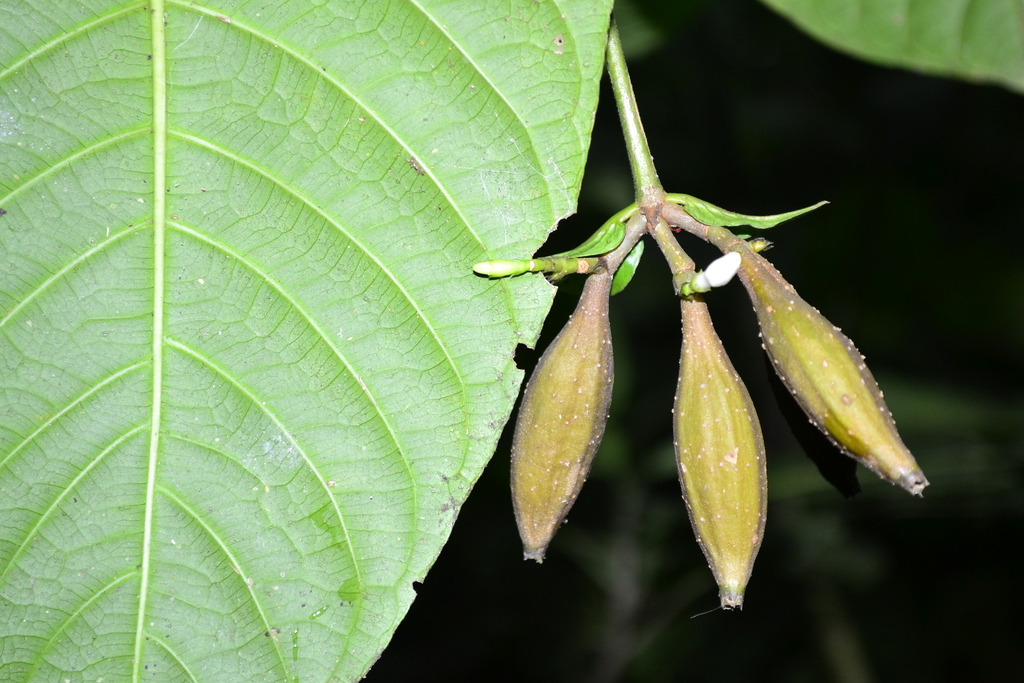Lintersemina chucuriensis