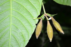 Lintersemina chucuriensis