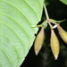 Lintersemina chucuriensis - Photo (c) humbertomendozacifuentes, alguns direitos reservados (CC BY-NC), uploaded by humbertomendozacifuentes