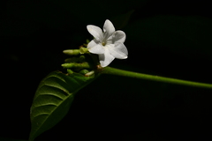 Lintersemina chucuriensis