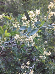 Ceanothus cordulatus