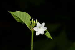 Lintersemina chucuriensis