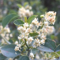 Ceanothus cordulatus