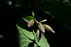 Lintersemina chucuriensis