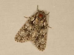 Acronicta marmorata