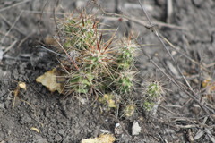 Corynopuntia