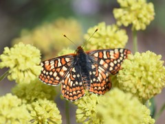 Euphydryas editha