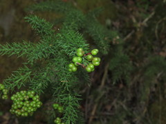 Colletia ulicina