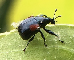Synolabus bipustulatus
