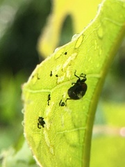Synolabus bipustulatus