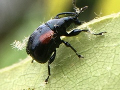 Synolabus bipustulatus