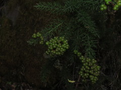 Colletia ulicina
