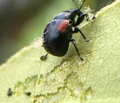 Synolabus bipustulatus