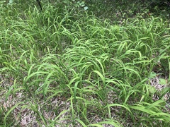 Brachypodium pinnatum