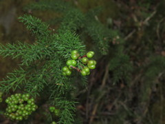 Colletia ulicina