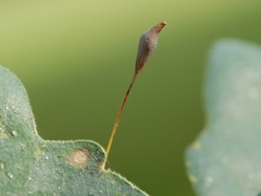 Andricus pedicellatus