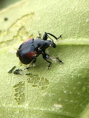 Synolabus bipustulatus