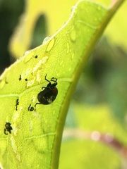 Synolabus bipustulatus