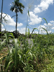 Sorghum arundinaceum
