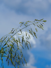 Sorghum arundinaceum