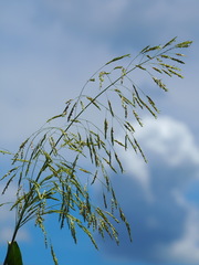 Sorghum arundinaceum