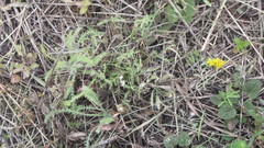 Achillea leptophylla