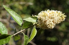 Buddleja pulchella