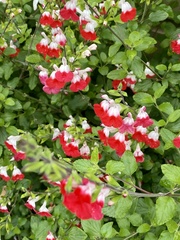 Salvia × jamensis