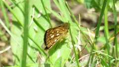 Carterocephalus mandan