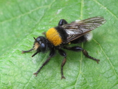 Laphria bomboides