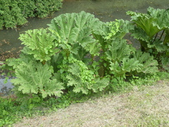 Gunnera tinctoria