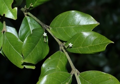 Cassinopsis tinifolia